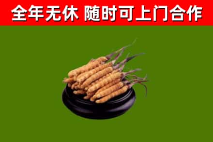 鲤城回收冬虫夏草